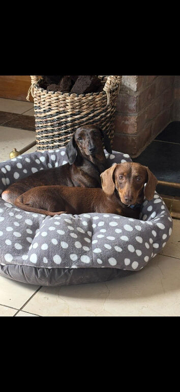 Miniature dachshund pups kc reg