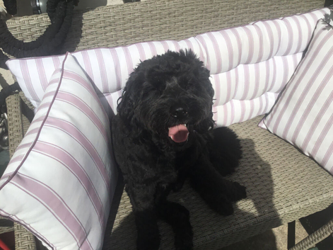 Male Cockapoo needs a new home.