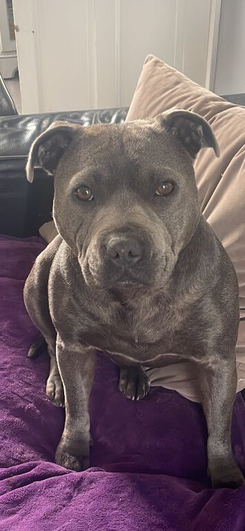 Kc blue/red staffy puppy&rsquo;s