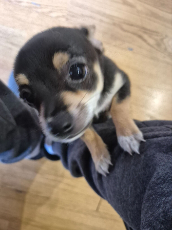 Chihuahua Puppies