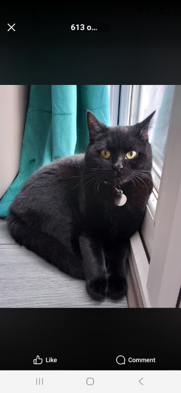 Beautiful black cat