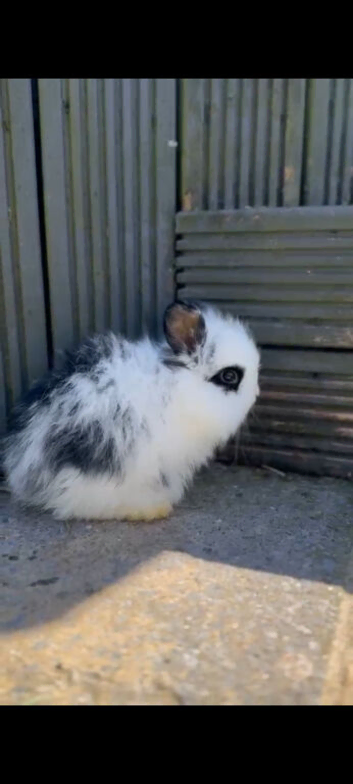 MiniLion Lop Bunnies