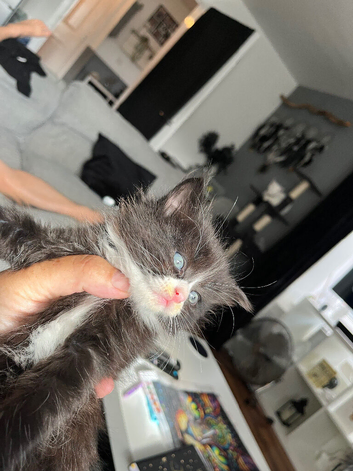 Maine coon cross kittens