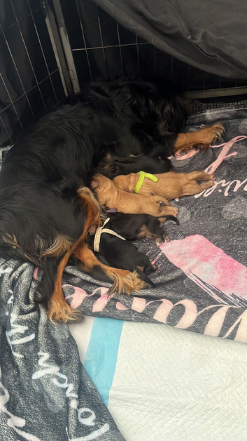 *Last 2 available* beautiful KC registered cavalier pups