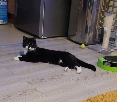 Tuxedo Cat needs a caring home ️