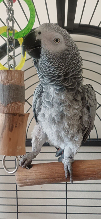 Tame friendly ag approx 8years old for sale