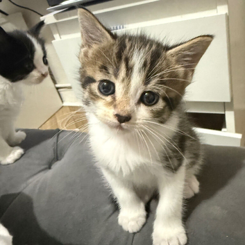 Beautiful kittens
