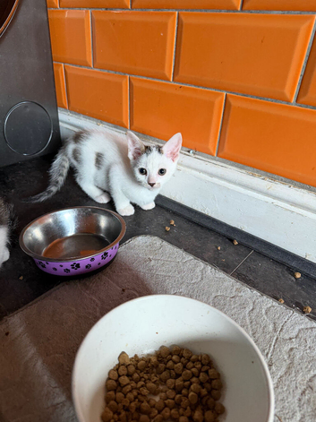 Kittens