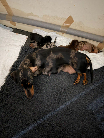 GORGEOUS MINIATURE DACHSHUND PUPPIES