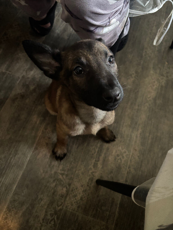 1 MALINOIS PUP LEFT