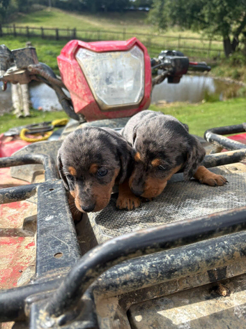 Beautiful dapple dachshund pups dapple tri