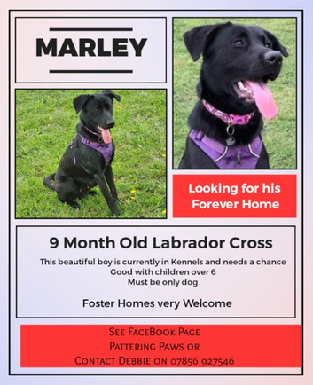 Marley Needs a Home