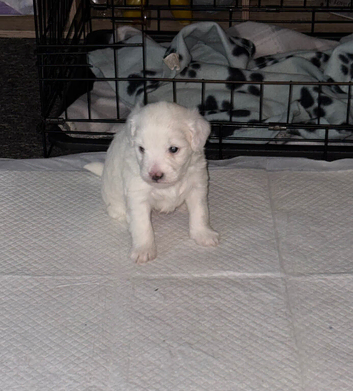 Lovely white male multi poo