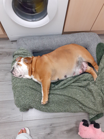 English Bulldog puppys