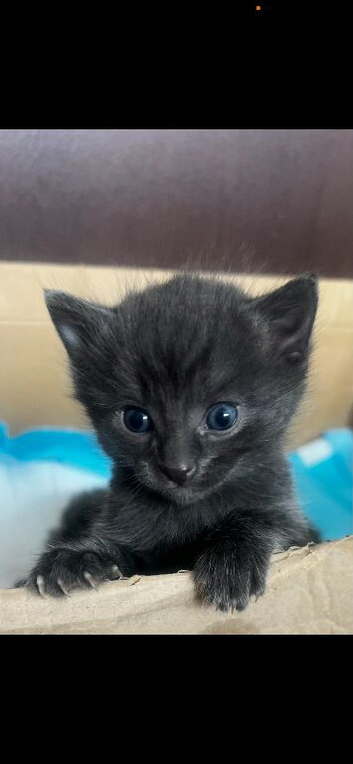 5 grey, blue eyed Russian kittens