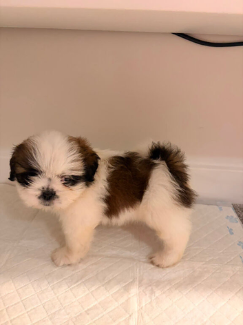 Shih Tzu puppies ready for there forever Home