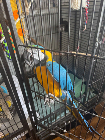 Macaw blue and gold