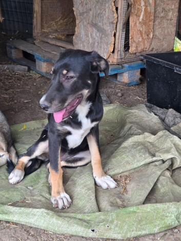 RONA -  a Lovely Girl, for a Loving Home