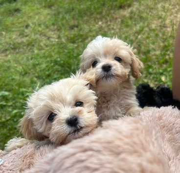 Maltipoo for sale (ready today)