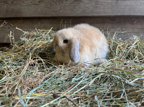 Pure mini lop