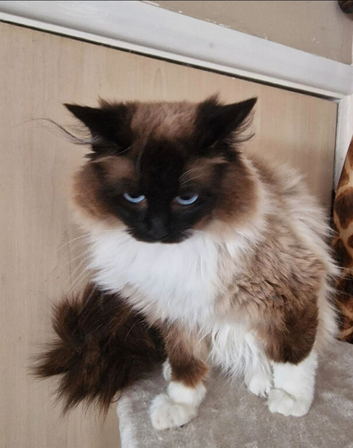 Mitted chocolate male 6yrs old Seal point female 6yrs old