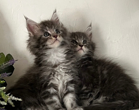TICA reg Maine coon kittens