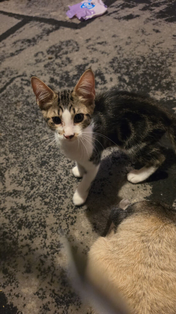 Beautiful maine coon cross kittens