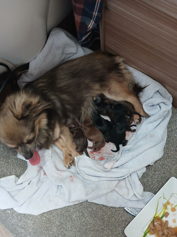 Tiny chihuahua puppies