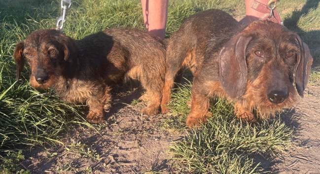 Wired haired Dachshund puppies
