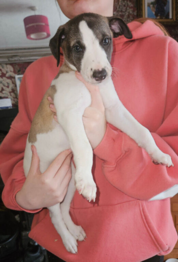 Kc whippets