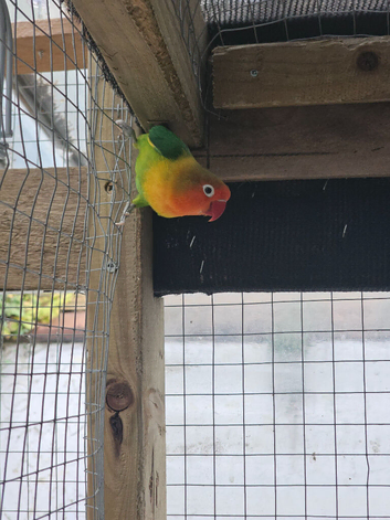 Male fischer lovebird