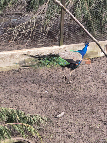 Two Blue Peacocks for sale