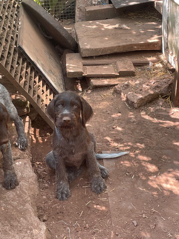 Wirehaired short haired pointer cross