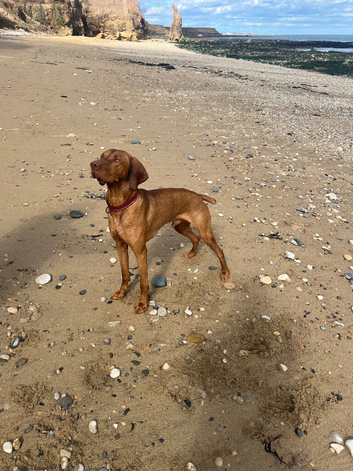HUNGARIAN VIZSLA