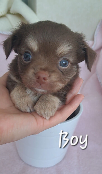 Long Coat Chihuahua puppies