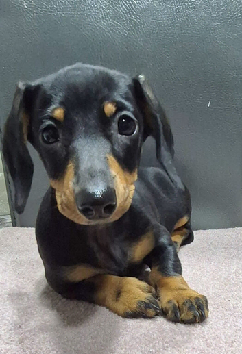 Mini Dachshund