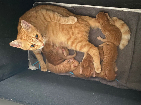 Ginger bengal mix kittens for sale