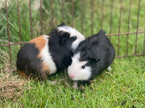 2 baby boar, guinea pig