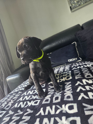 Patterdale Terrier Puppies