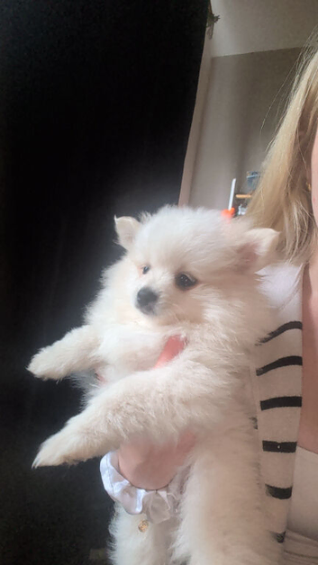 Beautiful white pom girl available