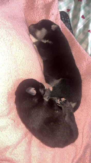 2 beautiful little girls