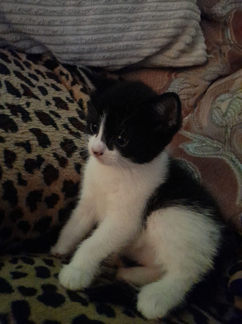 Black n white .tuxedo girl kitten