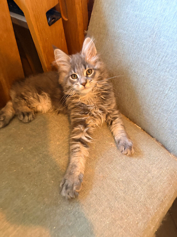 Tica registered mainecoon kittens