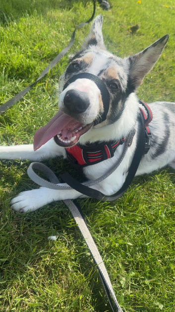 im looking for a husky