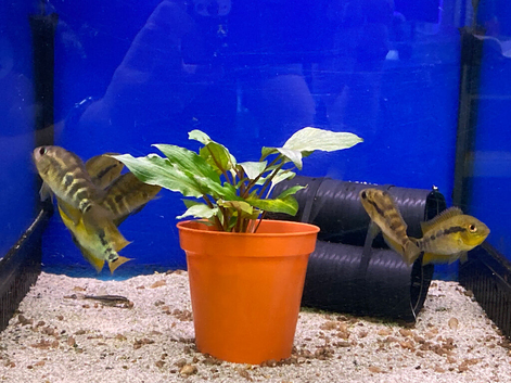 Rainbow Cichlid (Herotilapia Multispinosa)