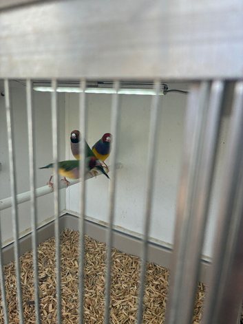Gouldian finch