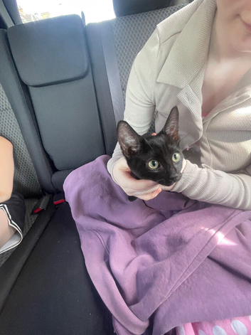 Male kitten