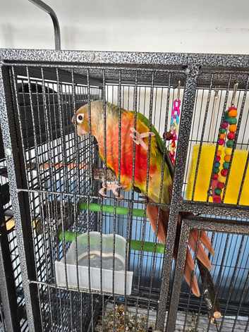 1 x green cheek conure 1 x pineapple conure