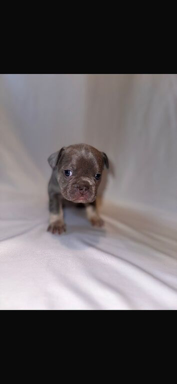 French Bulldog Puppies &ndash; Carefully Raised Family Litter
