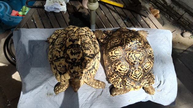 Leopard adult female proven